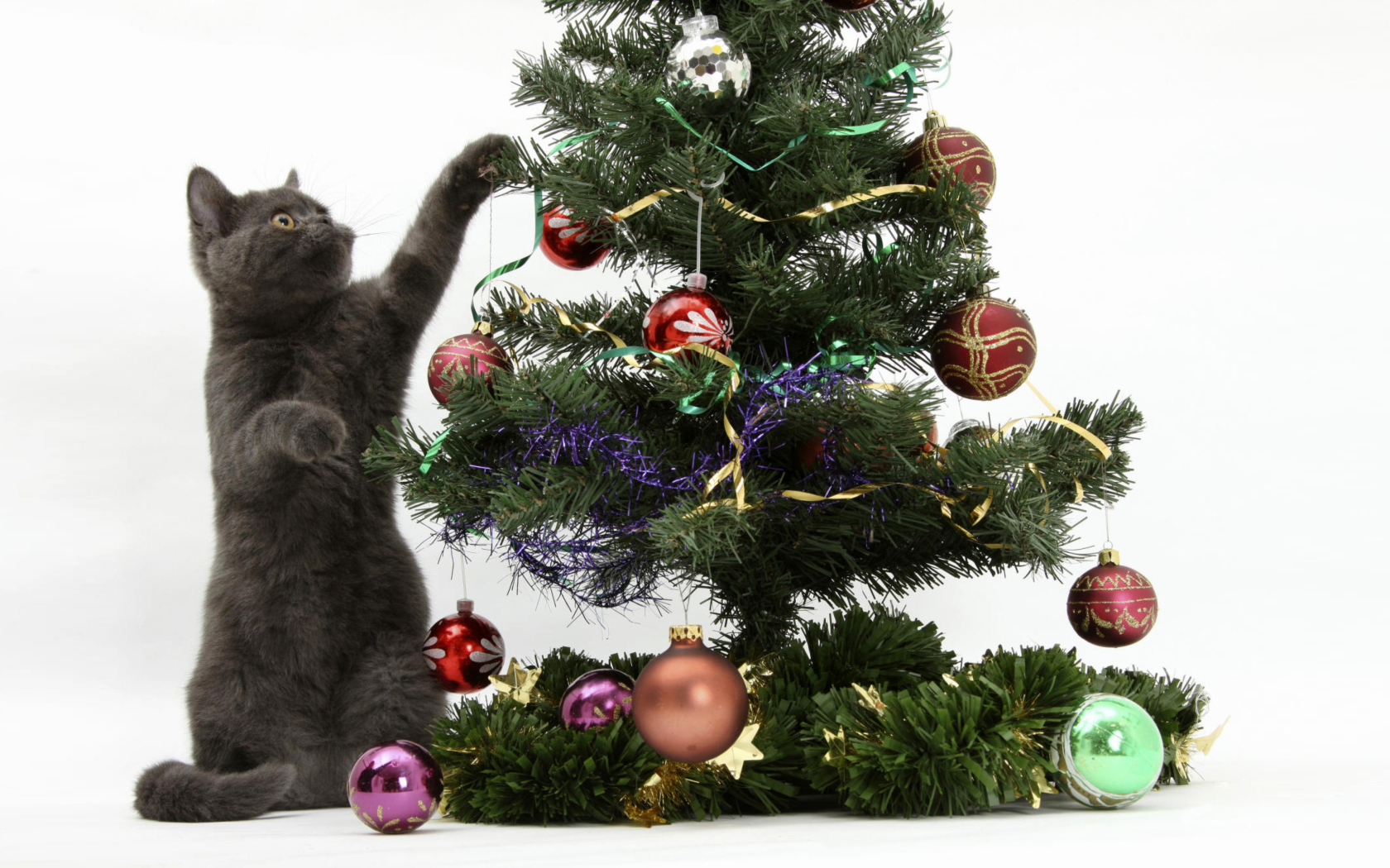 Fondo de pantalla Christmas Cat 1680x1050