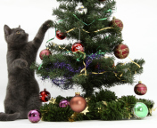 Обои Christmas Cat 176x144