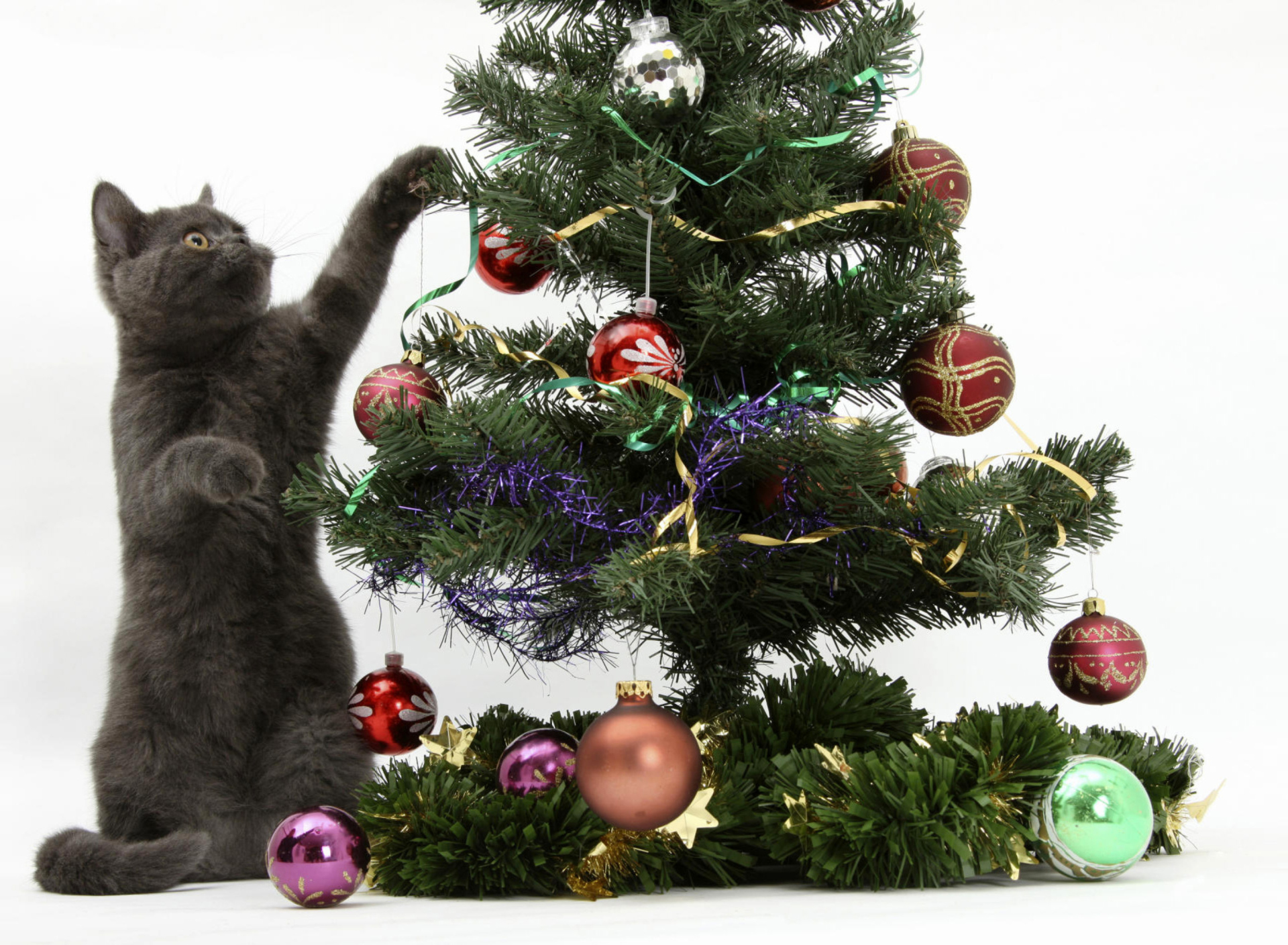Обои Christmas Cat 1920x1408