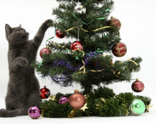 Das Christmas Cat Wallpaper 220x176