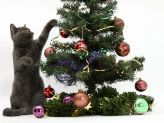 Fondo de pantalla Christmas Cat 320x240