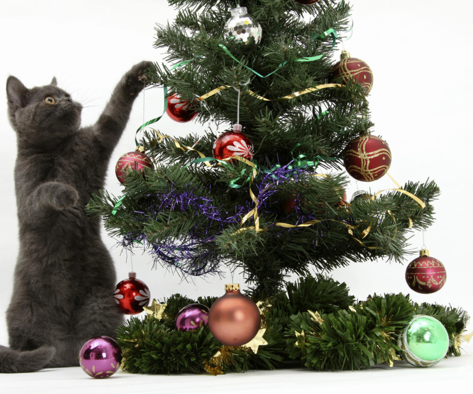 Christmas Cat screenshot #1 960x800