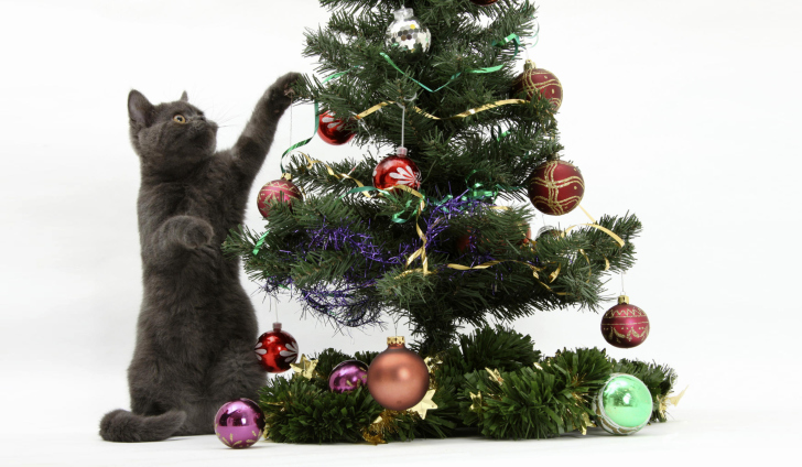 Fondo de pantalla Christmas Cat