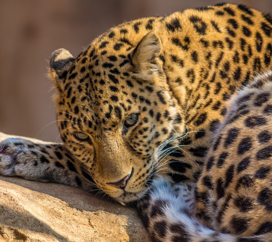 Sfondi Beautiful Leopard 1080x960