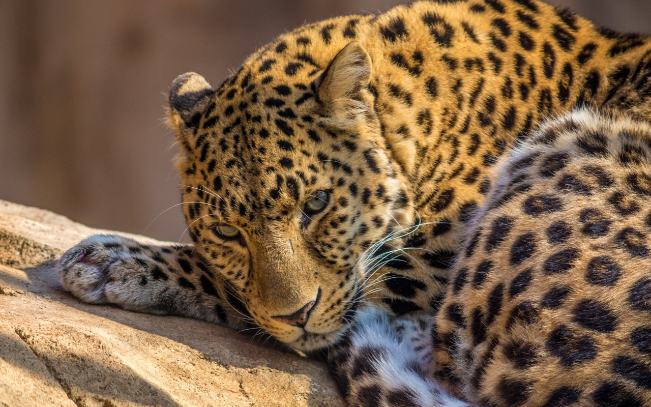 Sfondi Beautiful Leopard 1280x800