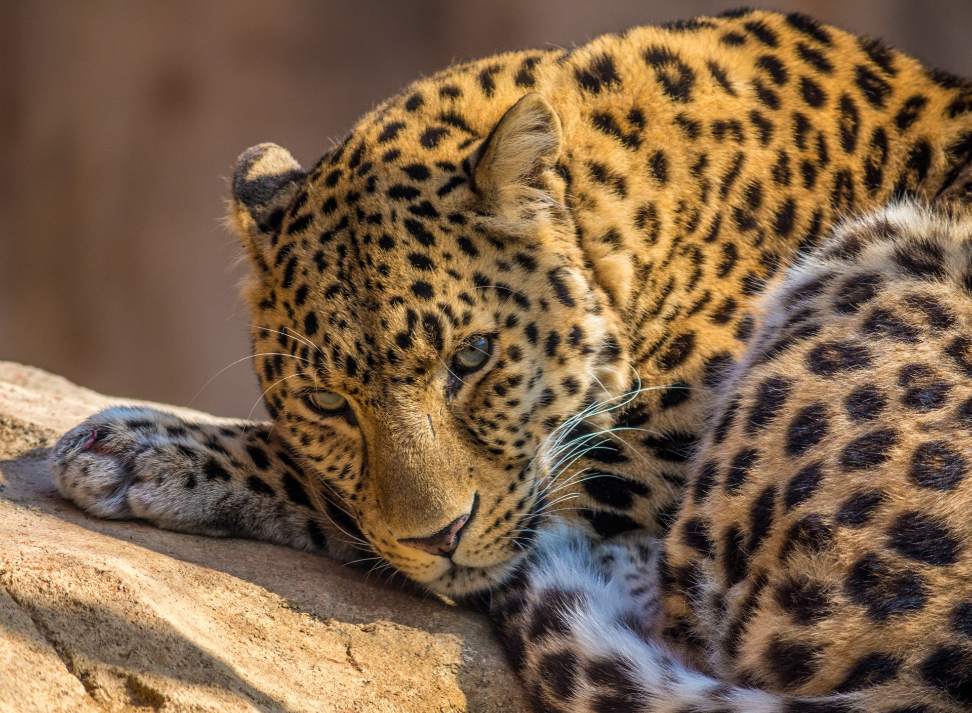 Обои Beautiful Leopard 1920x1408