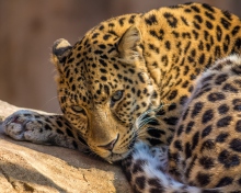 Beautiful Leopard screenshot #1 220x176