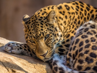 Sfondi Beautiful Leopard 320x240