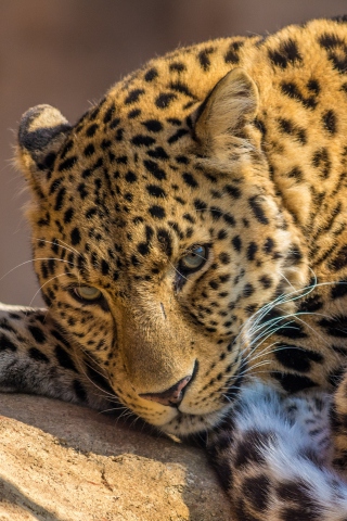 Sfondi Beautiful Leopard 320x480