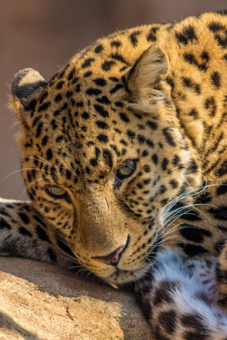 Beautiful Leopard screenshot #1 320x480