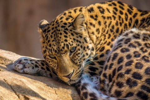 Beautiful Leopard screenshot #1 480x320