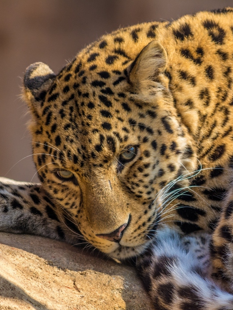 Sfondi Beautiful Leopard 480x640