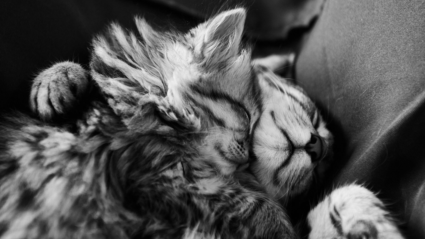 Обои Sweet Cat Dreams 1366x768