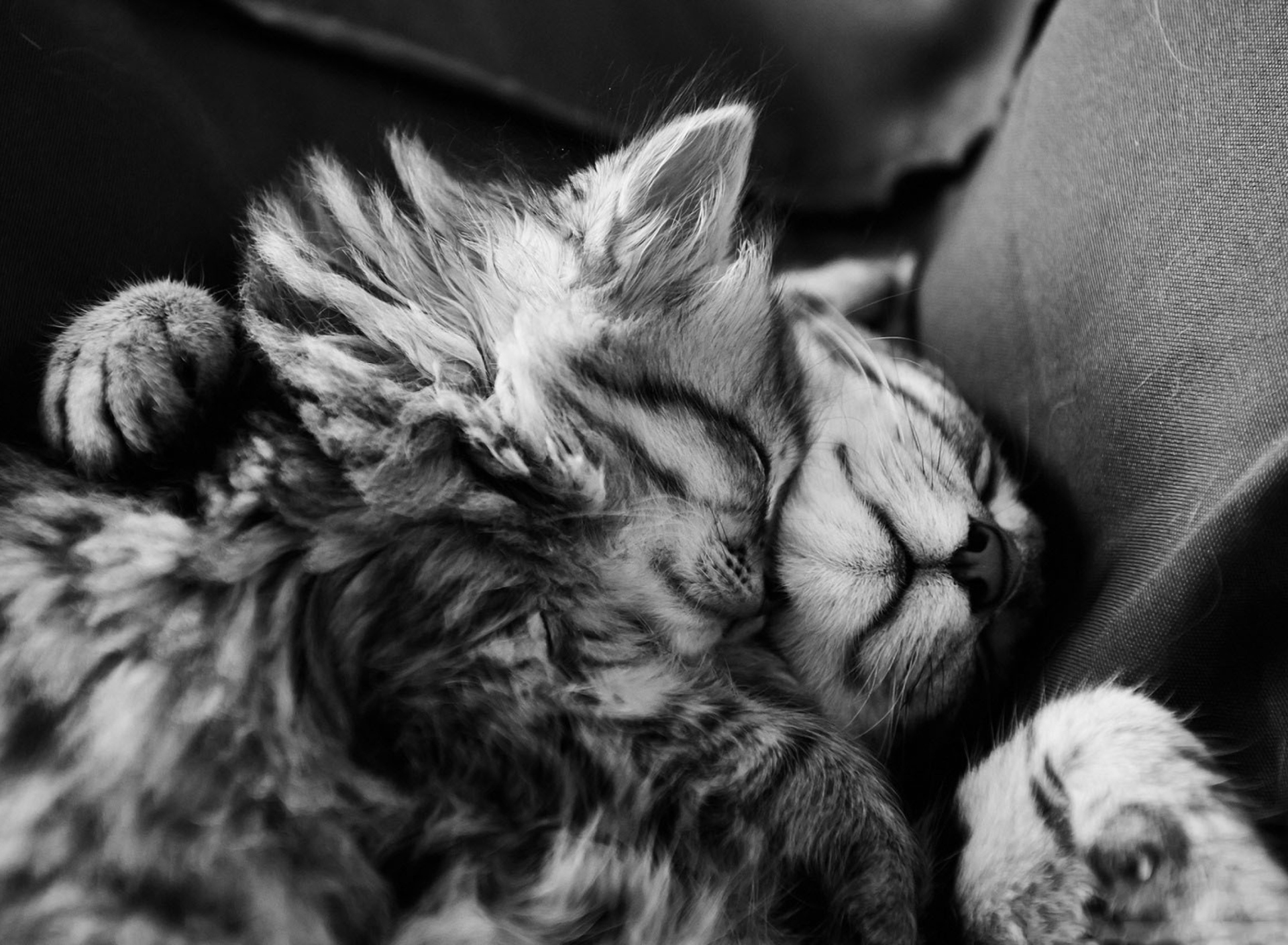 Обои Sweet Cat Dreams 1920x1408