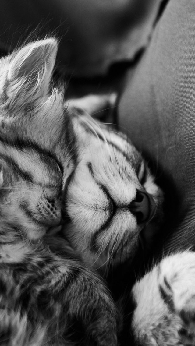 Sfondi Sweet Cat Dreams 640x1136