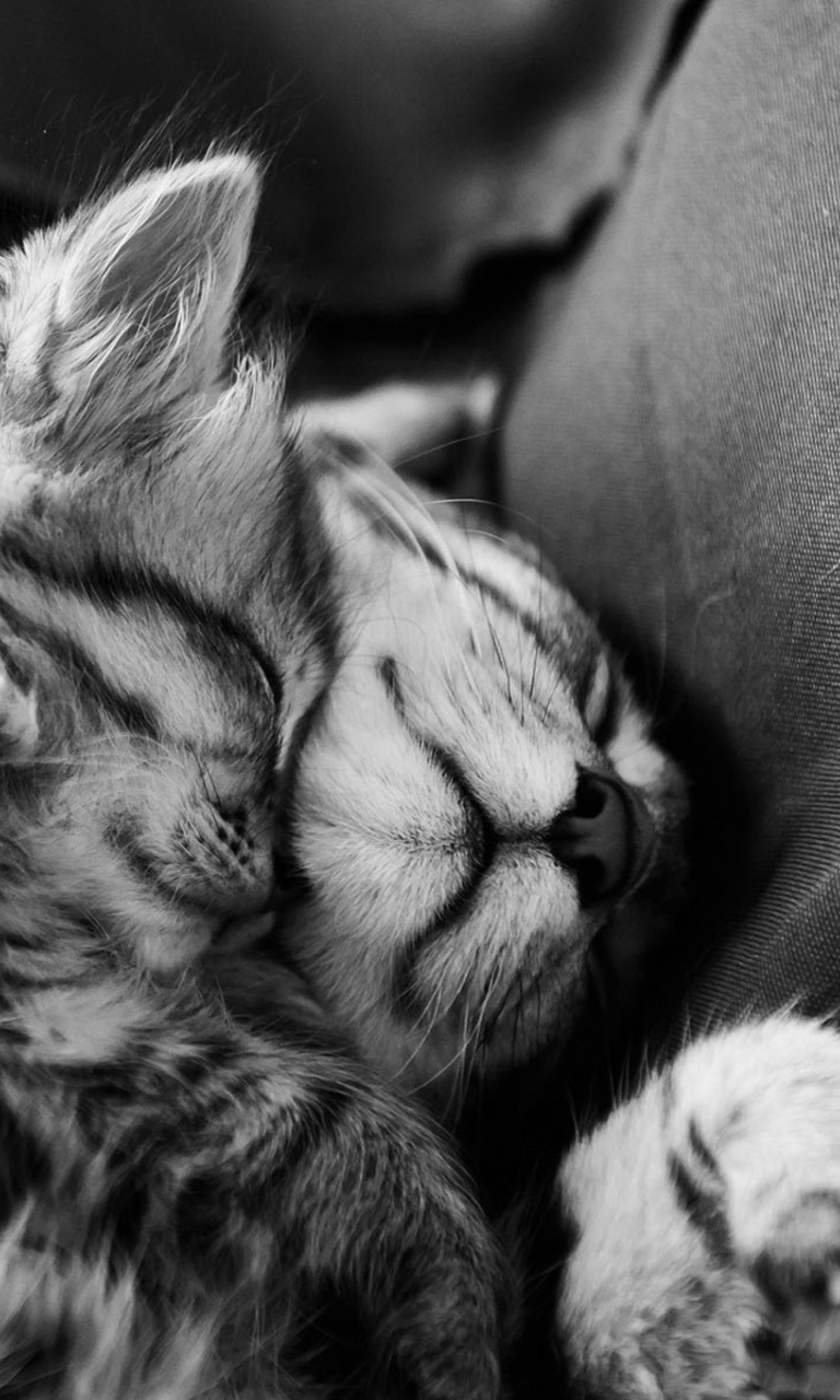 Sweet Cat Dreams wallpaper 768x1280