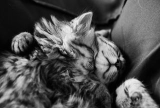 Kostenloses Sweet Cat Dreams Wallpaper für Android, iPhone und iPad