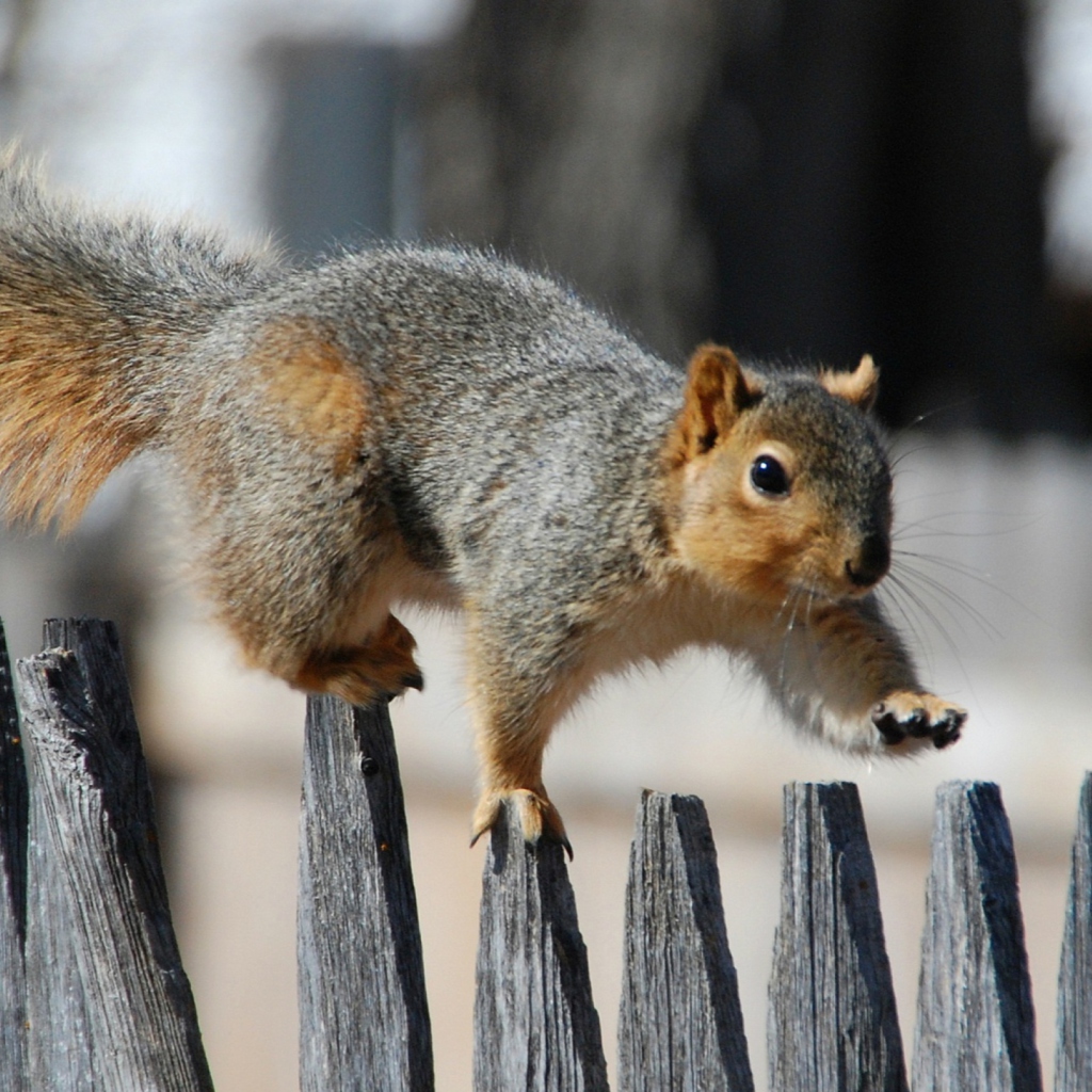 Sfondi Squirrel On Fence 1024x1024