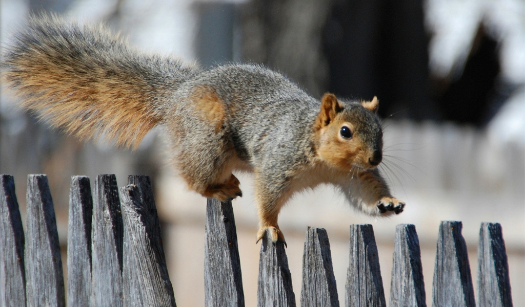 Screenshot №1 pro téma Squirrel On Fence 1024x600