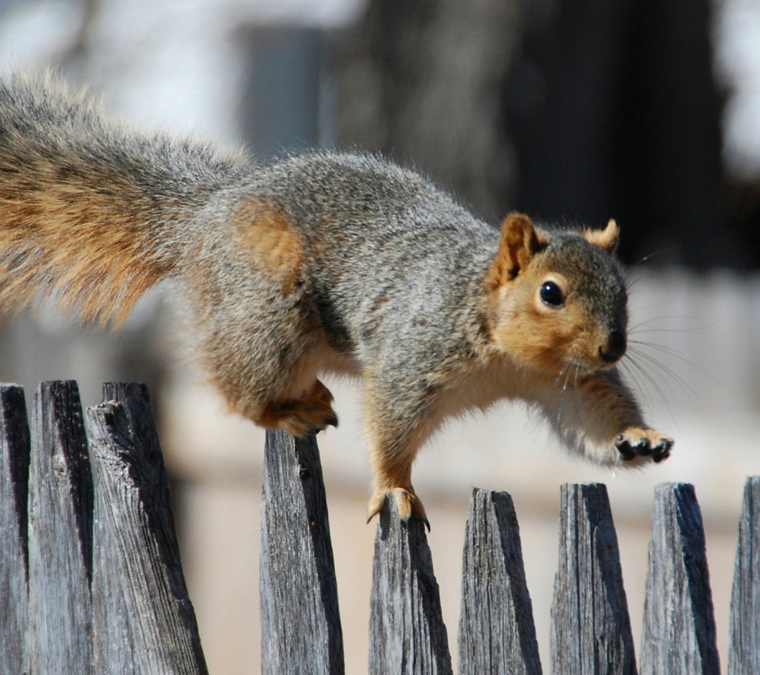 Обои Squirrel On Fence 1080x960