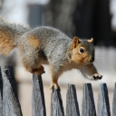 Обои Squirrel On Fence 128x128