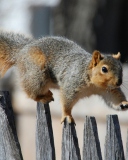 Sfondi Squirrel On Fence 128x160