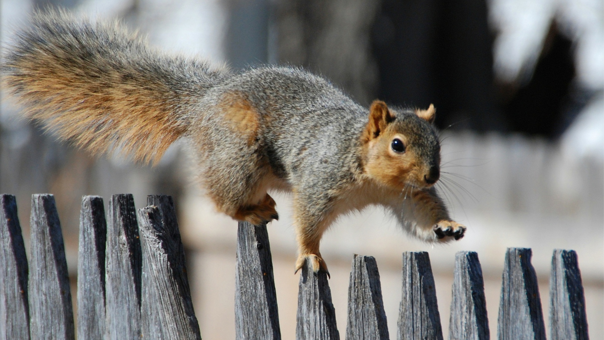 Squirrel On Fence wallpaper 1920x1080