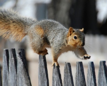 Das Squirrel On Fence Wallpaper 220x176