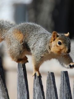 Squirrel On Fence wallpaper 240x320