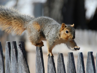 Обои Squirrel On Fence 320x240