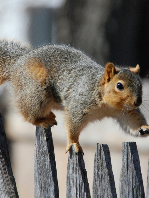 Обои Squirrel On Fence 480x640