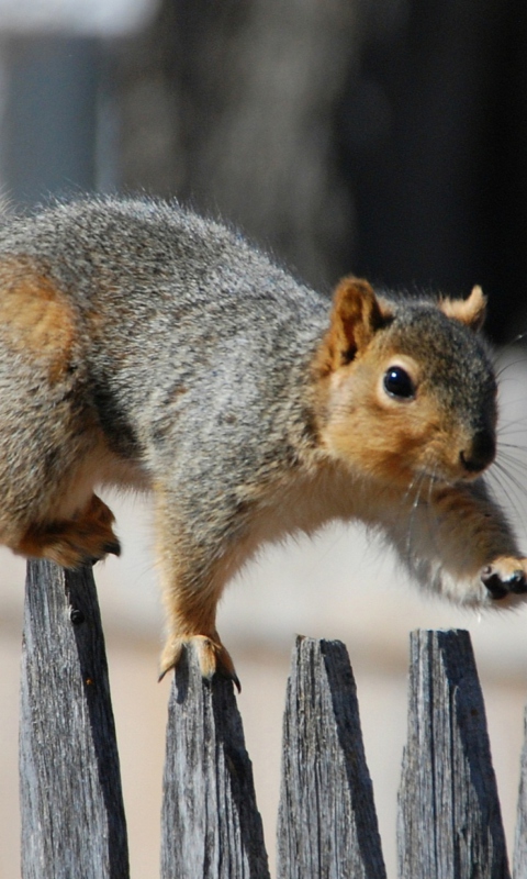 Squirrel On Fence wallpaper 480x800