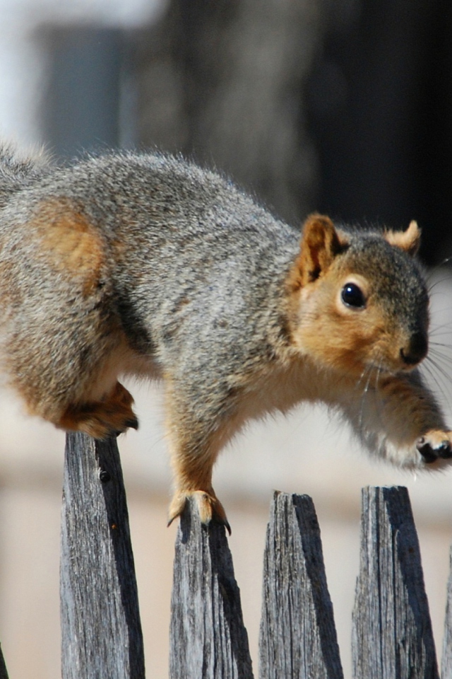 Sfondi Squirrel On Fence 640x960