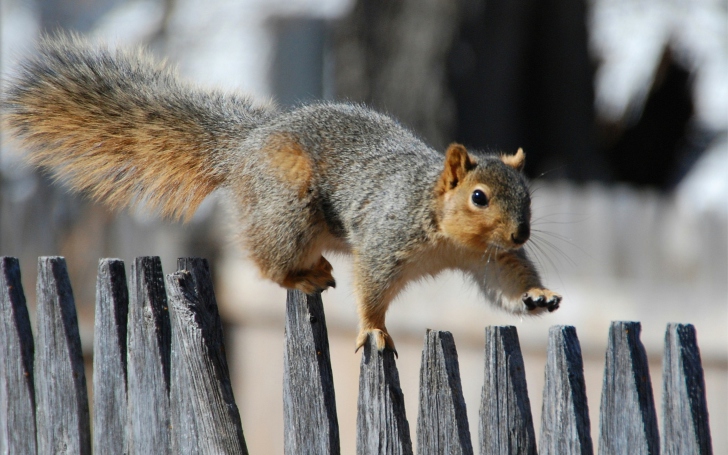 Das Squirrel On Fence Wallpaper