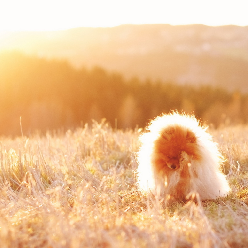 Cute Doggy In Golden Fields wallpaper 1024x1024