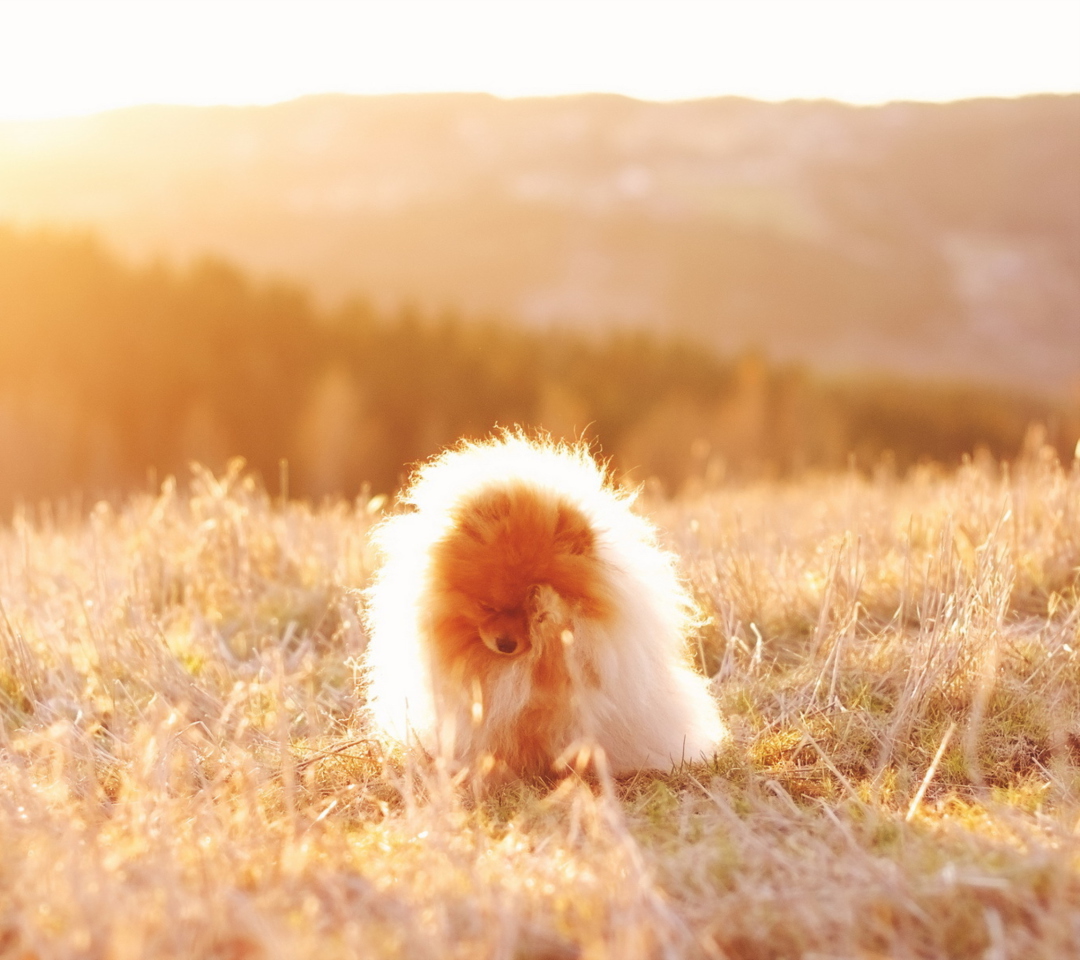 Cute Doggy In Golden Fields wallpaper 1080x960