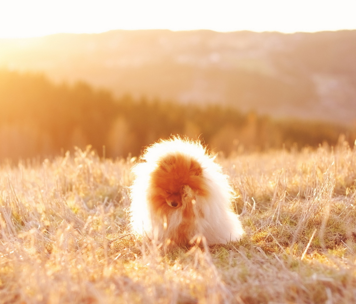 Fondo de pantalla Cute Doggy In Golden Fields 1200x1024
