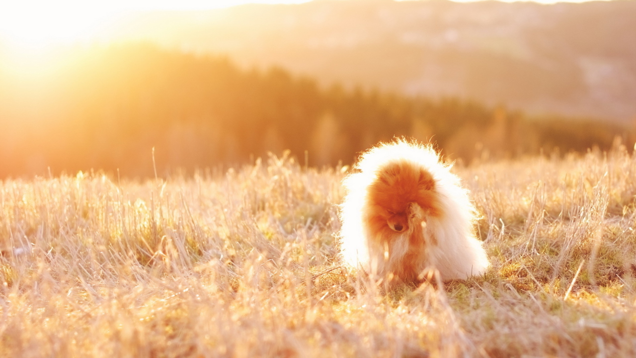 Das Cute Doggy In Golden Fields Wallpaper 1280x720