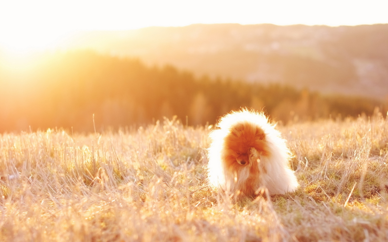 Cute Doggy In Golden Fields wallpaper 1280x800