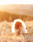 Sfondi Cute Doggy In Golden Fields 128x160