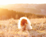 Screenshot №1 pro téma Cute Doggy In Golden Fields 176x144