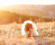 Cute Doggy In Golden Fields wallpaper 176x144