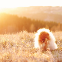 Cute Doggy In Golden Fields screenshot #1 208x208