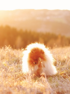 Das Cute Doggy In Golden Fields Wallpaper 240x320