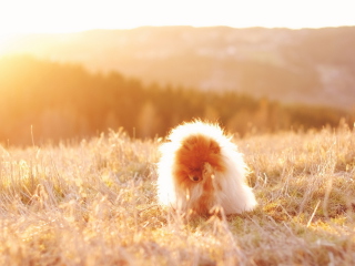 Cute Doggy In Golden Fields wallpaper 320x240