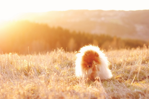 Fondo de pantalla Cute Doggy In Golden Fields 480x320