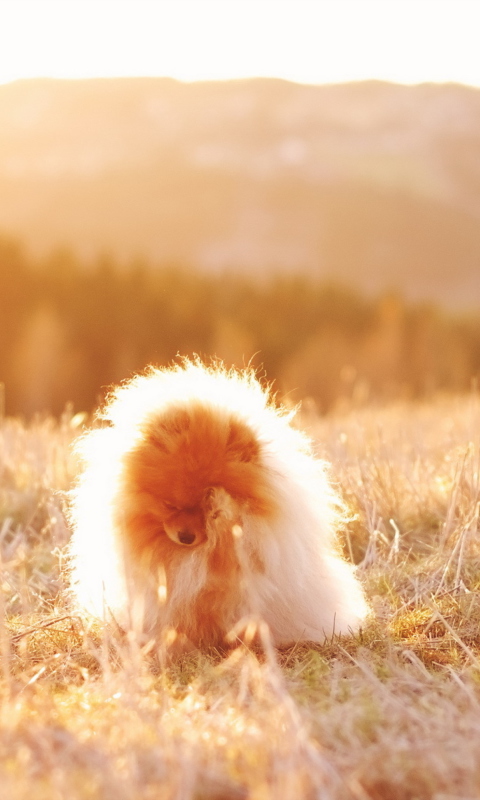 Das Cute Doggy In Golden Fields Wallpaper 480x800