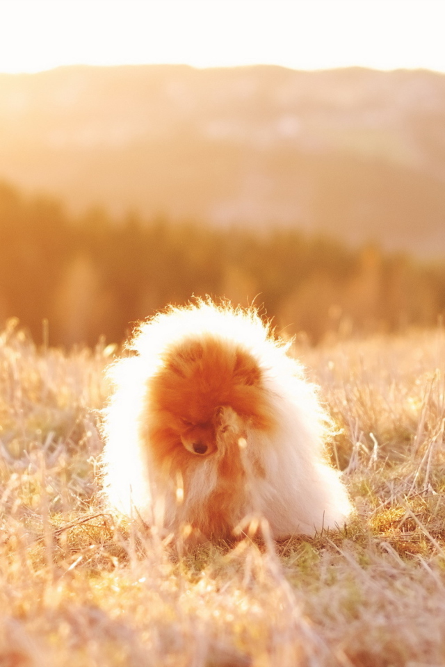 Das Cute Doggy In Golden Fields Wallpaper 640x960