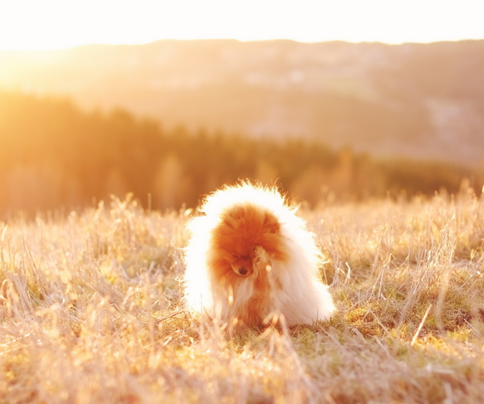 Das Cute Doggy In Golden Fields Wallpaper 960x800
