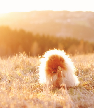 Cute Doggy In Golden Fields - Obrázkek zdarma pro Nokia Asha 309